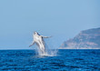 © Cathy Withers-Clarke - Humpback Whale Breaching