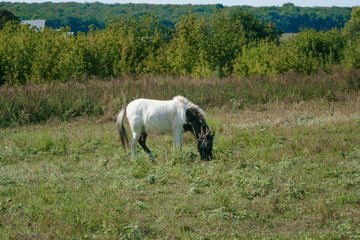 white horse standing in the field eating grass