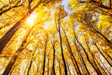 Wall Mural - beautiful autumn forest in bright sunlight