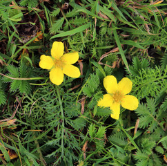 Wall Mural - Two small yellow field flowers on grass background