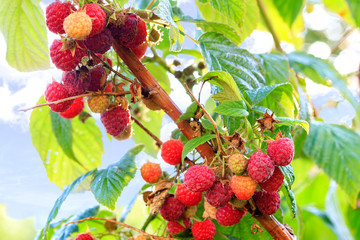 A branch with ripe raspberries in the autumn garden, close-up.