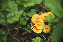 Small Yellow Forest Mashrooms In Green Grass
