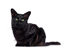 Pretty Young Adult Solid Black Balinese / Oriental Longhair Cat, Laying Down Side Ways. Looking At Camera With Mesmerizing Green Eyes.