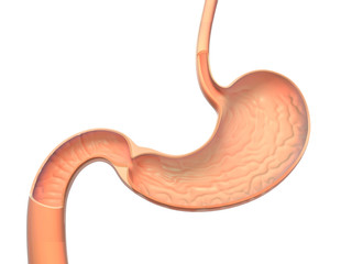 Anatomical 3D illustration of the interior of a stomach, the gastric mucosa is seen.