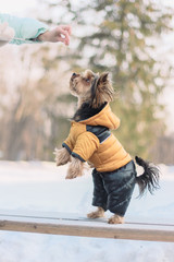 Wall Mural - Yorkshire Terrier on a walk in a winter park. faithful loyal friend