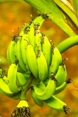 Poster - Pisang Ampiang banana in the nature