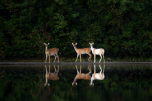 Piebald Deer And  Reflection