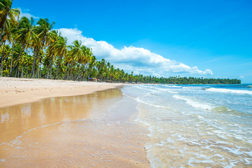 Wall Mural - Bright deserted view of palm trees swaying along an empty tropical Brazilian island beach on a remote island in Bahia Brazil