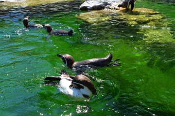 Wall Mural - The African penguin also known as the jackass penguin and black-footed penguin, is a species of penguin, confined to southern African waters.