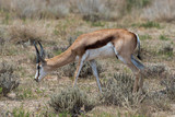 Fototapeta Sawanna - Springbok, Antidorcas marsupialis, Afrique du Sud