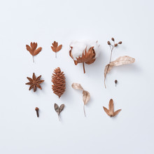 Autumn Pattern With Dry Flowers And Leaves, Cotton Box, Pine Cone, Anise Star On A White Background, Copy Space. Flat Lay.