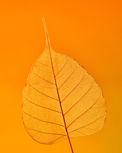 Beautiful Natural Detailed Leaf Pattern Through The Light On An Orange Background With Copy Space. Macro Photo. Flat Lay