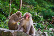 © Gillian Vann/Stocksy - snow monkeys in japan