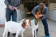 © Hill Street Studios/Stocksy - Boys and Goats at County Fair