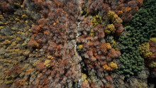 Landscape Of Colorful Autumnal Trees From Above