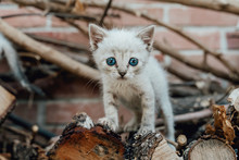 Portrait Of Kitten With Blue Eyes
