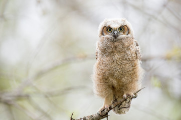 Canvas Print - A Great-horned Owlet perched in a tree looks right ahead with big yellow eyes in soft overcast light.