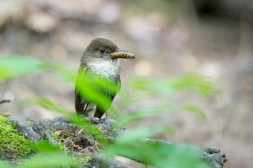 Canvas Print - An Eastern Phoebe with a large caterpillar in its beak with bright green out of focus leaves in front.