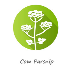 Poster - Cow parsnip green flat design long shadow glyph icon. Hogweed blooming flower with name. Herbaceous plant. Heracleum maximum. Indian celery. Wildflower, weed. Vector silhouette illustration