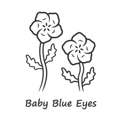 Poster - Baby blue eyes linear icon. Linen blooming flower with name inscription. Nemophila menziesii garden plant. Blue flax inflorescence. Thin line illustration. Contour symbol. Vector isolated drawing