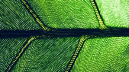 Looping Cinemagraph macro of green leaf background