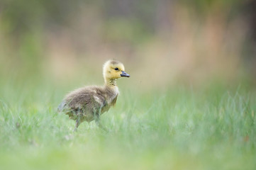 Wall Mural - Small cute Canada Gosling stands in green grass with a smooth green background.