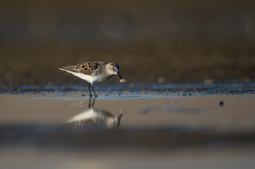 Wall Mural - A Semipalmated Sandpiper holds food in its beak in soft sunlight with its reflection in a shallow pool of water.