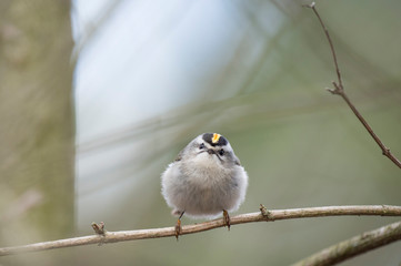 Canvas Print - A small and fluffy Golden-crowned Kinglet perched on a bare branch in soft overcast light.