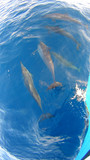 Fototapeta Do akwarium - Dolphins Maldives