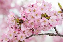 Beautiful Cherry Blossoms In Washington Dc Spring Tidal Basin