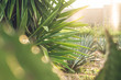 © Bernardo Flores/ADDICTIVE STOCK - Bunch of growing green agave with tall flowers in daylight