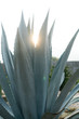 © Bernardo Flores/ADDICTIVE STOCK - Growing blue agave leaves with thorns in daylight on blurred background
