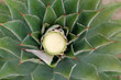 © Bernardo Flores/ADDICTIVE STOCK - From above growing green agave leaves with thorns in daylight