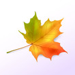 Maple leaf on a light background. Autumn leaf, leaf fall. Vector illustration. EPS10