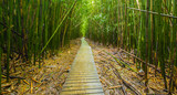 Fototapeta Sypialnia - Bamboo Forest