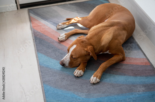 Dogs Wall Murals Custom Sized Puppy Wallpaper Murals Canada
