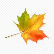 Maple leaf on a transparent background. Autumn leaf, leaf fall. Vector illustration. EPS10