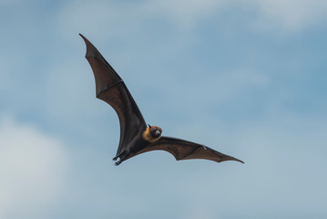 Wall Mural - flying bat on blue sky