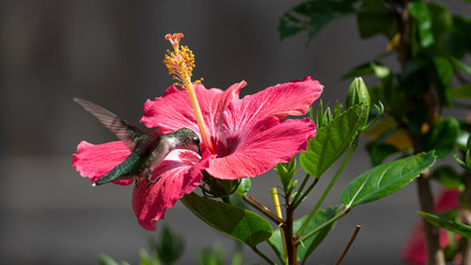 Hummingbird On Hibiscus Flower