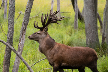 Wall Mural - European red deer (Cervus elaphus) during rut.This species is fourth  the largest deer species