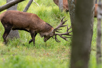 Sticker - European red deer (Cervus elaphus) during rut.This species is fourth  the largest deer species