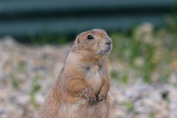 Sticker - Prairie dogs (genus Cynomys)is native animal to the grasslands of North America.