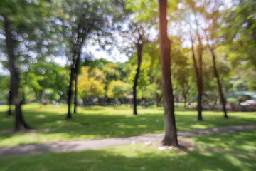 Wall Mural - defocused bokeh background of  garden trees in sunny day
