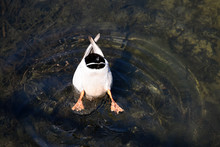 Duck Sticking His Back End Out Of The Water