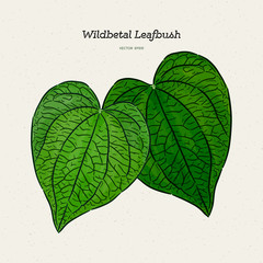 Wall Mural - Wildbetal Leafbush, tropical leaves.Drawing vector illustration