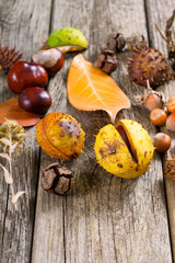 Canvas Print - fallen autumn growths and leaves on worn wooden