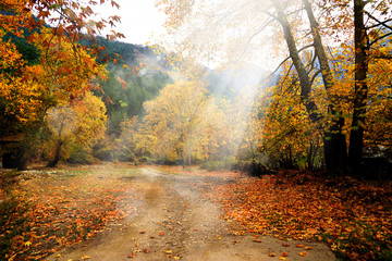 Wall Mural - Landscape image of dirt countryside dirt road with colorful autumn leaves and trees in forest of Mersin, Turkey