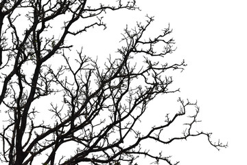 Wall Mural - silhouette of a leafless tree isolated on white background.
