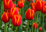 Fototapeta Tulipany - Tulips in park