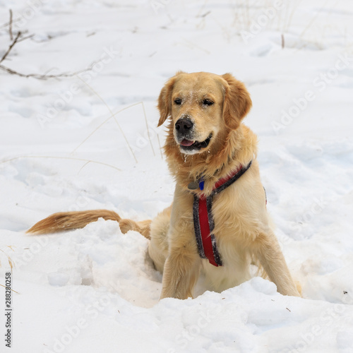 Cane Golden Retriever Sulla Neve Buy This Stock Photo And Explore Similar Images At Adobe Stock Adobe Stock